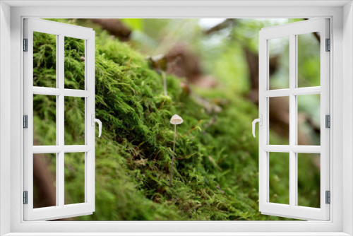 Fototapeta Naklejka Na Ścianę Okno 3D - Selective focus on a small white mushroom on top of a mossy surface