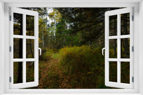 Fototapeta Naklejka Na Ścianę Okno 3D - Sikhote-Alin Biosphere Reserve. Arseniev trail. A picturesque ecological trail in a dense autumn forest.