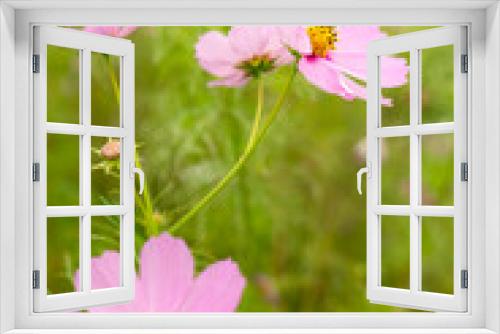 Fototapeta Naklejka Na Ścianę Okno 3D - 満開に咲いている秋桜の花