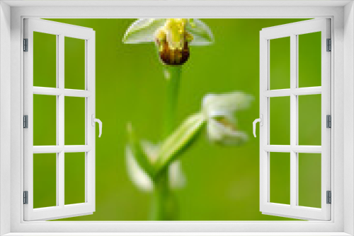 Fototapeta Naklejka Na Ścianę Okno 3D - Orchid Ophrys apifera closeup with green bokeh