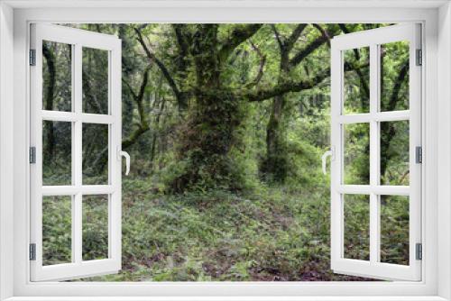 Fototapeta Naklejka Na Ścianę Okno 3D - Haunting forest scene full of undergrowth and old twisted trees