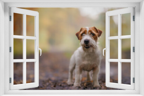 Fototapeta Naklejka Na Ścianę Okno 3D - Jack russell terrier among the woods, beautiful colors and blurred background