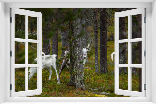 Fototapeta Naklejka Na Ścianę Okno 3D - Reindeers in Autumn in Lapland, Northern Finland. Europe