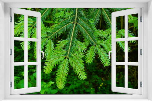Fototapeta Naklejka Na Ścianę Okno 3D - Weißtanne, abies alba, white fir, silver fir, Neuaustrieb im Frühling