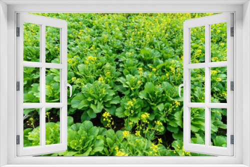Fototapeta Naklejka Na Ścianę Okno 3D - Green leaf mustard in growth at vegetable