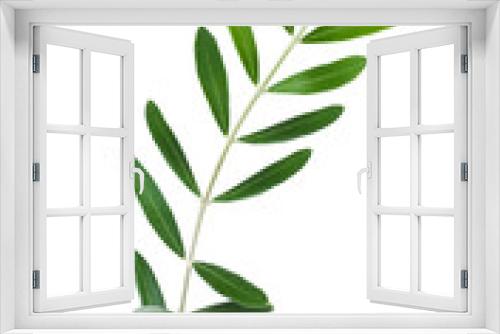 Fototapeta Naklejka Na Ścianę Okno 3D - olive branch