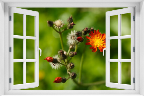 Fototapeta Naklejka Na Ścianę Okno 3D - Wiesenblume: Orangerotes Habichtskraut (Pilosella aurantiaca)