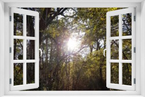 Fototapeta Naklejka Na Ścianę Okno 3D - sun rays in the forest