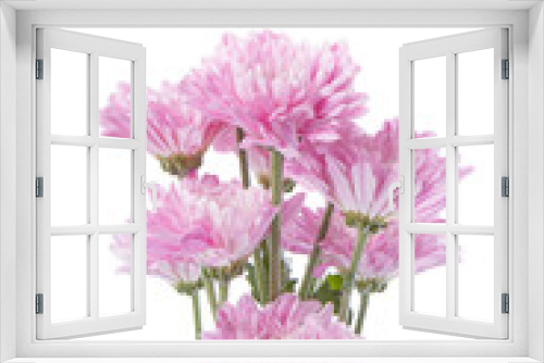 Fototapeta Naklejka Na Ścianę Okno 3D - pink chrysanthemums on a white background