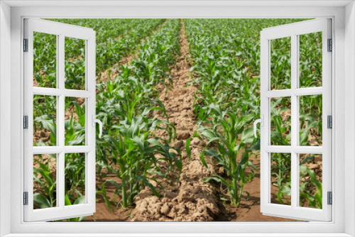 Fototapeta Naklejka Na Ścianę Okno 3D - Young corn on a field at sunshine