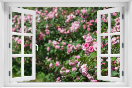 Fototapeta Naklejka Na Ścianę Okno 3D - Climbing rose 