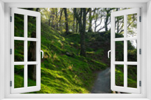 Fototapeta Naklejka Na Ścianę Okno 3D - path in the irish woods