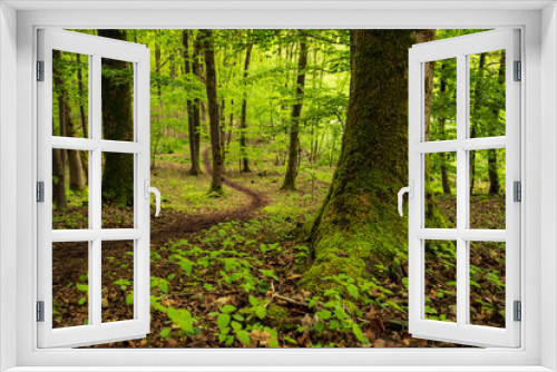 Fototapeta Naklejka Na Ścianę Okno 3D - Winding path through a beech forest in spring, section of the 