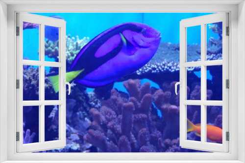 Fototapeta Naklejka Na Ścianę Okno 3D - Aquarium