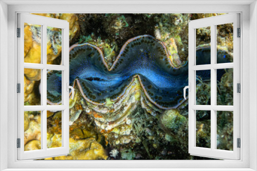 Fototapeta Naklejka Na Ścianę Okno 3D - giant clam on a tropical coral reef showing turquoise mantle