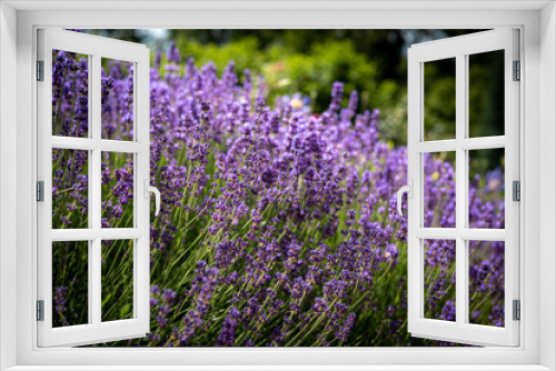 Fototapeta Naklejka Na Ścianę Okno 3D - Abundant lavender flowers in bloom. 
