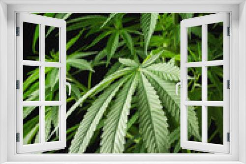 Fototapeta Naklejka Na Ścianę Okno 3D - Marijuana leaves, cannabis on a dark background, beautiful background, indoor cultivation