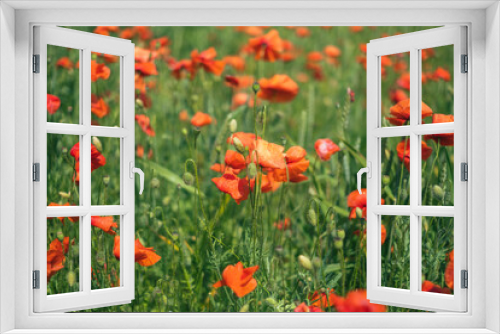 Fototapeta Naklejka Na Ścianę Okno 3D - Bright red poppy field in summer