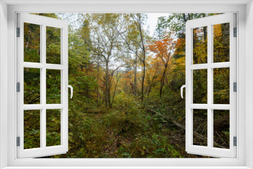 Fototapeta Naklejka Na Ścianę Okno 3D - Sikhote-Alin Biosphere Reserve. Far Eastern autumn taiga. Dense impassable autumn forest.
