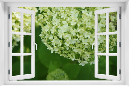 Fototapeta Naklejka Na Ścianę Okno 3D - białe kwiatki hortensji drobnej