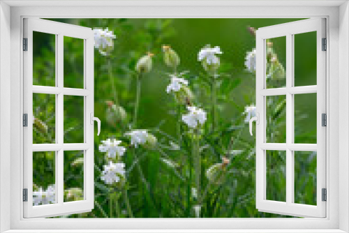 Fototapeta Naklejka Na Ścianę Okno 3D - Silene latifolia white flower.
Spring flower white campion, bladder campion
