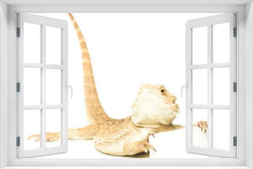 Fototapeta Naklejka Na Ścianę Okno 3D - lizard holding card in hand