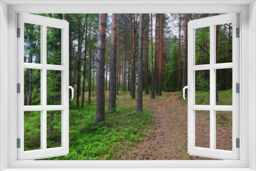 Fototapeta Naklejka Na Ścianę Okno 3D - coniferous forest summer landscape green trees outdoor background nature