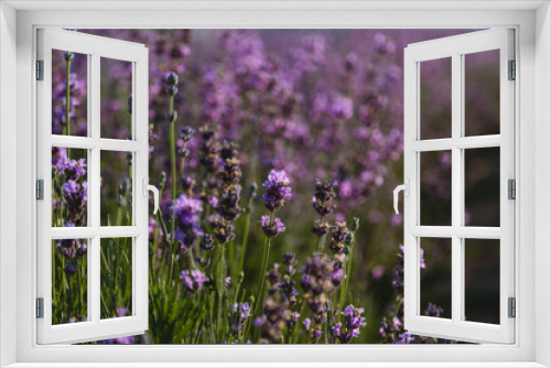 Fototapeta Naklejka Na Ścianę Okno 3D - Violet lavender field
