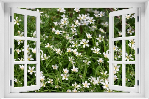 Fototapeta Naklejka Na Ścianę Okno 3D - Stellaria holostea white flowers. Chickweed, stitchwort forest or meadow flowers on a green natural background.