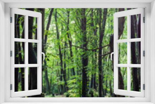 Fototapeta Naklejka Na Ścianę Okno 3D - Nature German Green Forests, Rhine-Westerwald Nature Park.