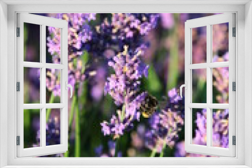 Fototapeta Naklejka Na Ścianę Okno 3D - Violet lavender flowers (Lavandula angustifolia) blooming in the garden