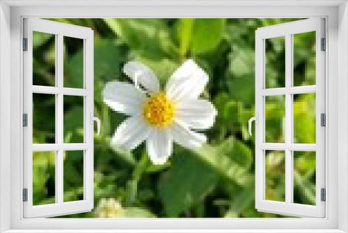 Fototapeta Naklejka Na Ścianę Okno 3D - white daisy flower