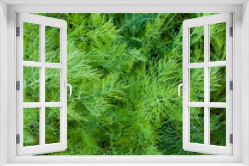 Fototapeta Naklejka Na Ścianę Okno 3D - Dill herb full frame