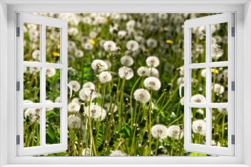 Fototapeta Naklejka Na Ścianę Okno 3D - White fluffy dandelions in spring or summer on a green grass