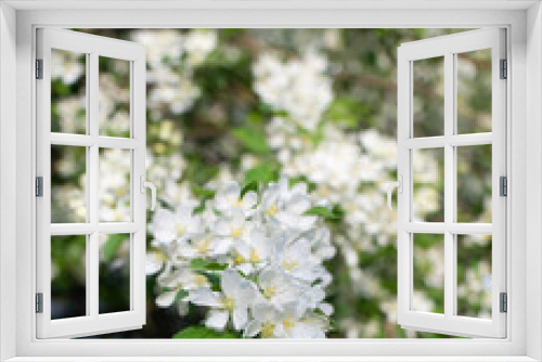 Fototapeta Naklejka Na Ścianę Okno 3D - Branch of a blossoming apple tree