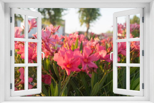 Fototapeta Naklejka Na Ścianę Okno 3D - Flores en el amanecer