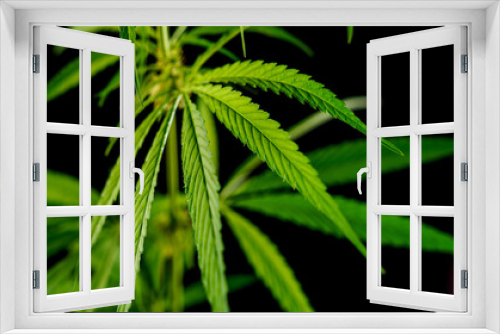 Fototapeta Naklejka Na Ścianę Okno 3D - Cannabis or marijuana plant leaves. Medicinal and antidepressant medicinal plant marijuana