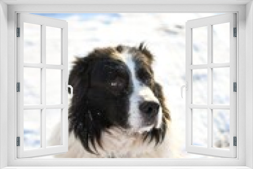 Fototapeta Naklejka Na Ścianę Okno 3D - black and white dog in snow ( Border Collie / Australian Shepherd / Bernese Mountain Dog mix)