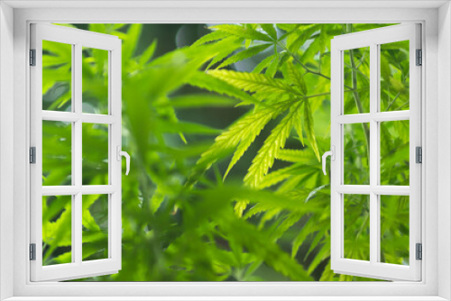 Fototapeta Naklejka Na Ścianę Okno 3D - selective focus for old leaves of cannabis plant