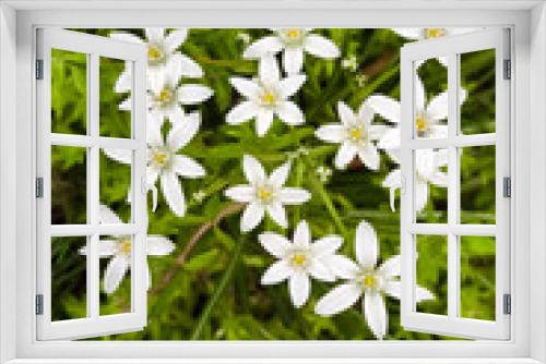 Fototapeta Naklejka Na Ścianę Okno 3D - Ornithogalum flowers closeup (Star of Bethlehem)