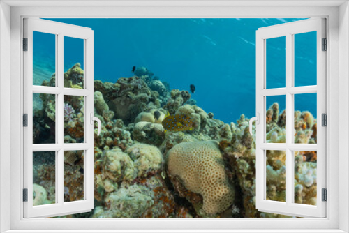 Fototapeta Naklejka Na Ścianę Okno 3D - Coral reef and water plants in the Red Sea, Eilat Israel
