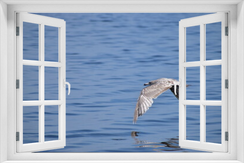 Fototapeta Naklejka Na Ścianę Okno 3D - Great Blue Heron at the lake