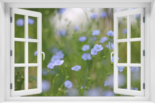 Fototapeta Naklejka Na Ścianę Okno 3D - blue flowers in the grass