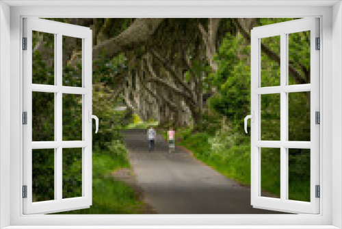 Fototapeta Naklejka Na Ścianę Okno 3D - Road through the Dark Hedges tree tunnel at sunset in Ballymoney, Northern Ireland. It  is an avenue of old beech trees tunnel which planted in 18th century and become an attractions of tourist.
