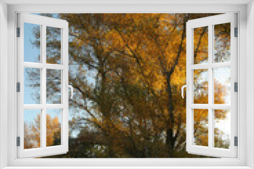 Fototapeta Naklejka Na Ścianę Okno 3D - Árbol en otoño iluminado por el sol al amanecer. Río Segura, Cieza (Murcia-España).