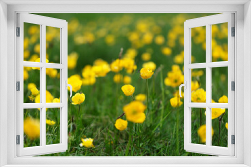 Fototapeta Naklejka Na Ścianę Okno 3D - Summer or spring background. Blurred bokeh of yellow flowers and green grass. Yellow flowers. Nature background. Sunny day.