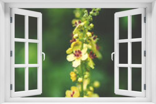 Fototapeta Naklejka Na Ścianę Okno 3D - Yellow flowers
