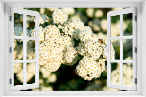 Fototapeta Naklejka Na Ścianę Okno 3D - A beautiful spring shrub with small delicate white flowers. Selective focus.
