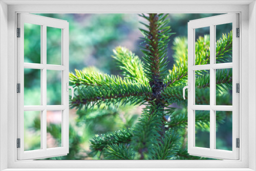 Fototapeta Naklejka Na Ścianę Okno 3D - Top of a green Christmas tree, selective focus. Christmas mood, blurred background with bokeh. Celebrating Christmas