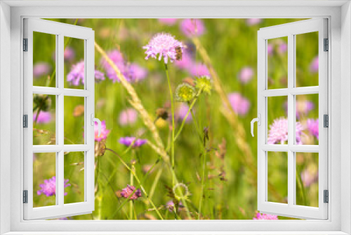 Fototapeta Naklejka Na Ścianę Okno 3D - Flowers of Knautia close up on a meadow